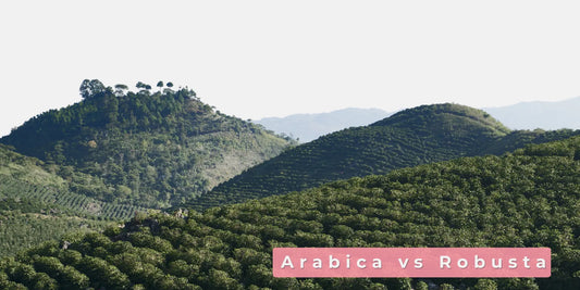 Arabica? Robusta? What's the difference?
