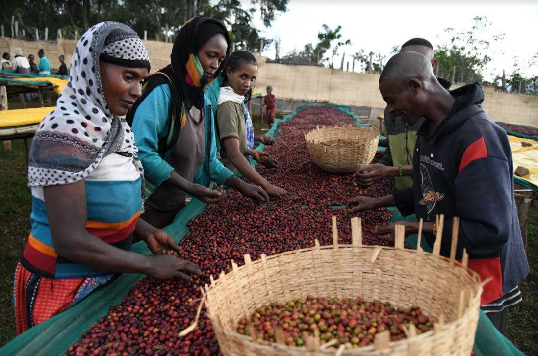 Ethiopia Jabano Kochere 1kg